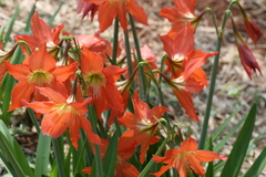 Hippeastrum vittatum